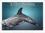 Risso's Dolphin - Unisex classic tee - Image 2