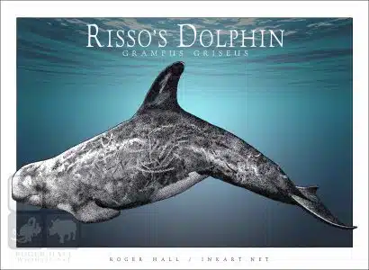 Risso's Dolphin - Unisex classic tee - Image 2
