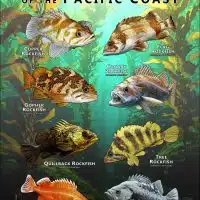 Rockfish of the Pacific Coast poster print