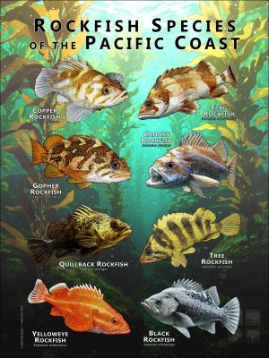Rockfish of the Pacific Coast poster print
