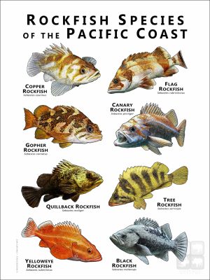 Rockfish of the Pacific Coast poster print