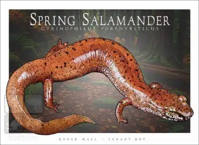 Spring Salamander - Unisex classic tee - Image 2