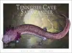 Tennessee Cave Salamander - Unisex classic tee - Image 2