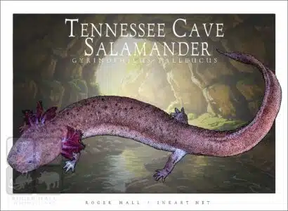 Tennessee Cave Salamander - Unisex classic tee - Image 2