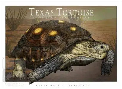 Texas Tortoise -Unisex classic tee - Image 2