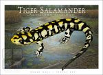 Tiger Salamander - Unisex classic tee - Image 2