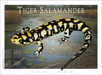 Tiger Salamander - Unisex classic tee - Image 2