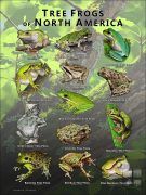 Tree Frogs of North America poster print