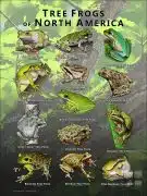 Tree Frogs of North America poster print