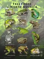 Tree Frogs of North America poster print