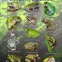 Tree Frogs of North America poster print