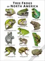 Tree Frogs of North America Poster Print - Image 2