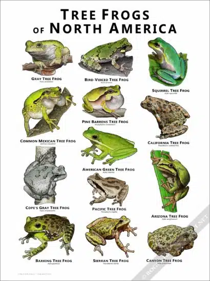 Tree Frogs of North America Poster Print - Image 2