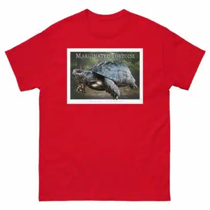 Marginated Tortoise - Unisex classic tee - Image 4