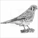 American Kestrel - Signed Fine Art Print - Image 2
