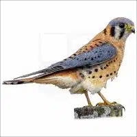American Kestrel drawing