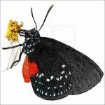 Atala Butterfly drawing