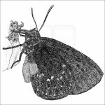 Atala Butterfly - Signed Fine Art Print - Image 2