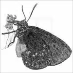 Atala Butterfly - Signed Fine Art Print - Image 2