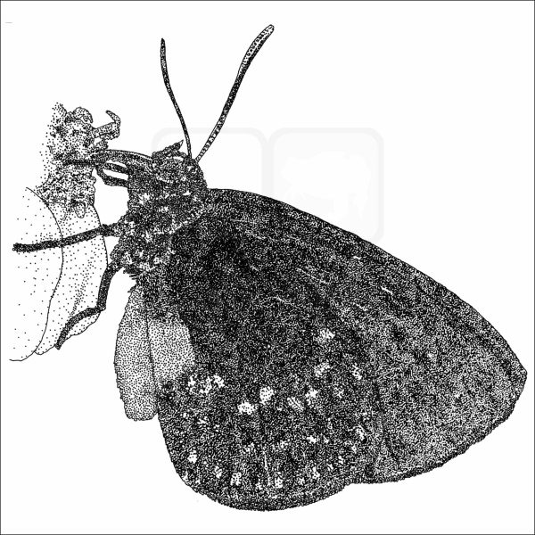 Atala Butterfly - Signed Fine Art Print - Image 2