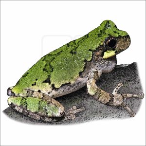 Bird-Voiced Treefrog drawing