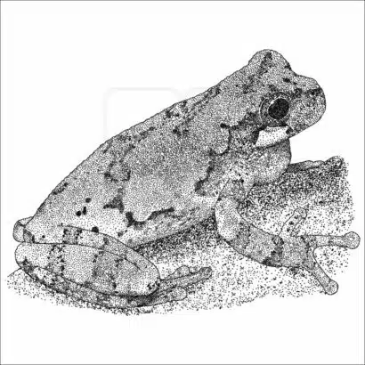 Bird-Voiced Tree Frog - Signed Fine Art Print - Image 2