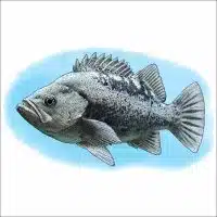 Black Rockfish illustration
