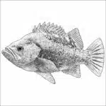 Black Rockfish - Signed Fine Art Print - Image 2