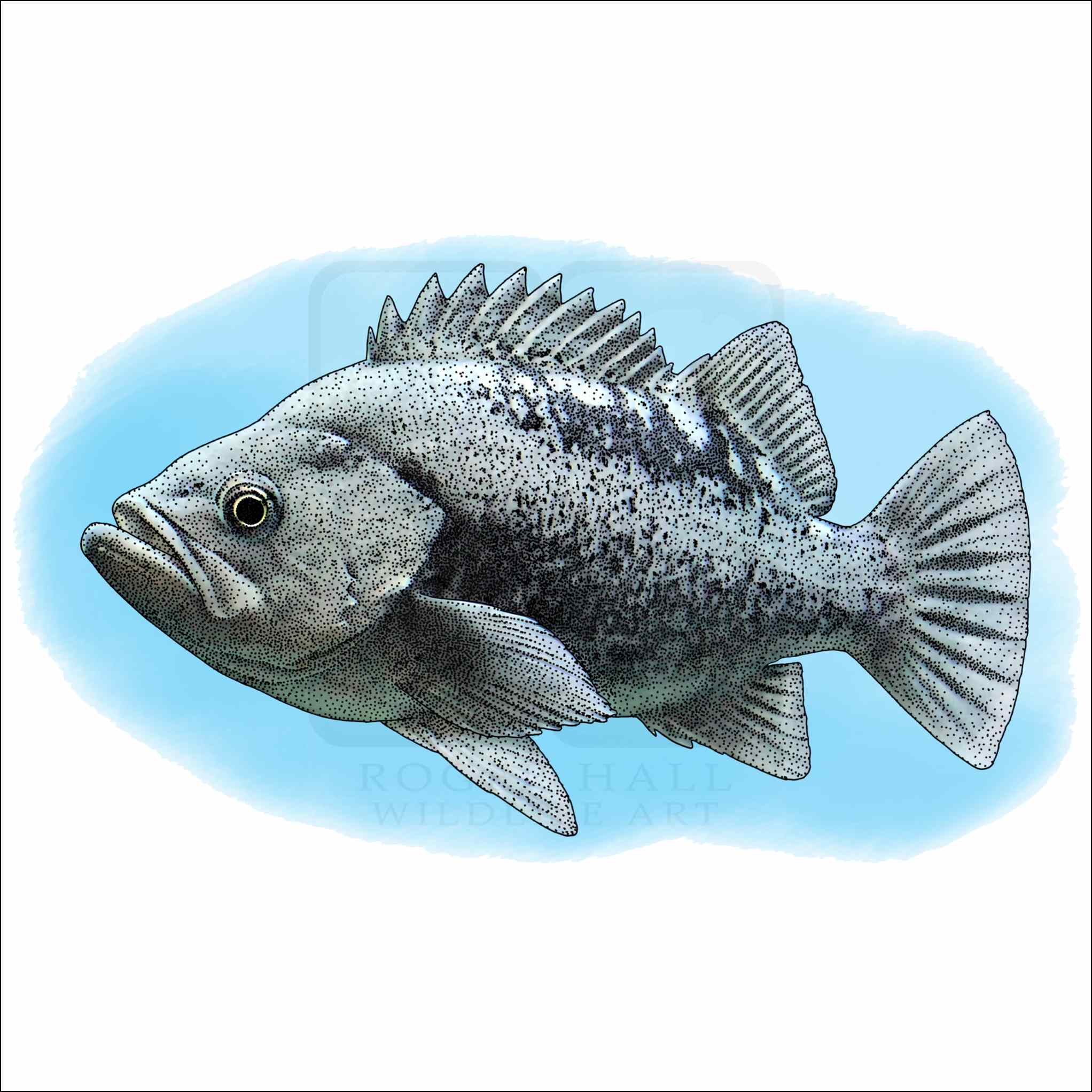 igurei　BLACK ROCK FISH/BR-105ULK Black Rockfish - Signed Fine Art Print