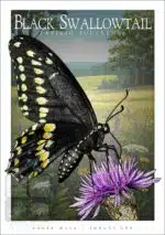 Black Swallowtail Butterfly - Unisex classic tee - Image 2