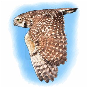 Burrowing Owl in flight illustration