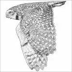 Fine Art Drawing of a Burrowing Owl - Image 2
