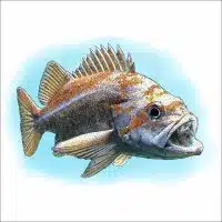 Canary Rockfish drawing