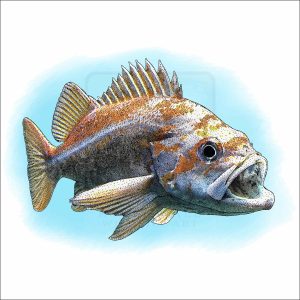 Canary Rockfish drawing
