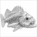 Canary Rockfish - Signed Fine Art Print - Image 2