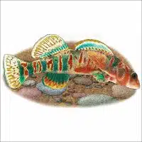 Candy Darter illustration