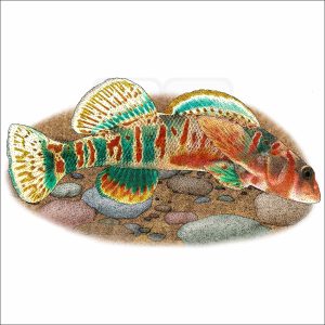 Candy Darter illustration