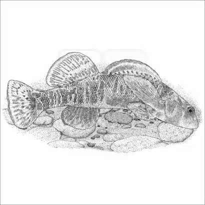 Candy Darter- Signed Fine Art Print - Image 2