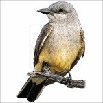 Cassin's Kingbird drawing