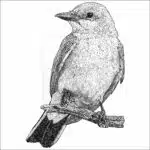 Cassin's Kingbird - Signed Fine Art Print - Image 2