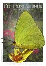 Cloudless Sulphur Butterfly - Unisex classic tee - Image 2