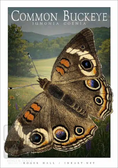 Common Buckeye Butterfly - Unisex classic tee - Image 2