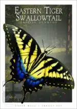 Eastern Tiger Swallowtail Butterfly - Unisex classic tee - Image 2