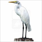 Great Egret drawing