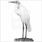 Great Egret - Signed Fine Art Print - Image 2