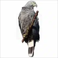 Hook-Billed Kite drawing