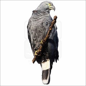 Hook-Billed Kite drawing