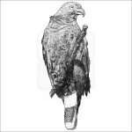 Hook-Billed Kite - Signed Fine Art Print - Image 2