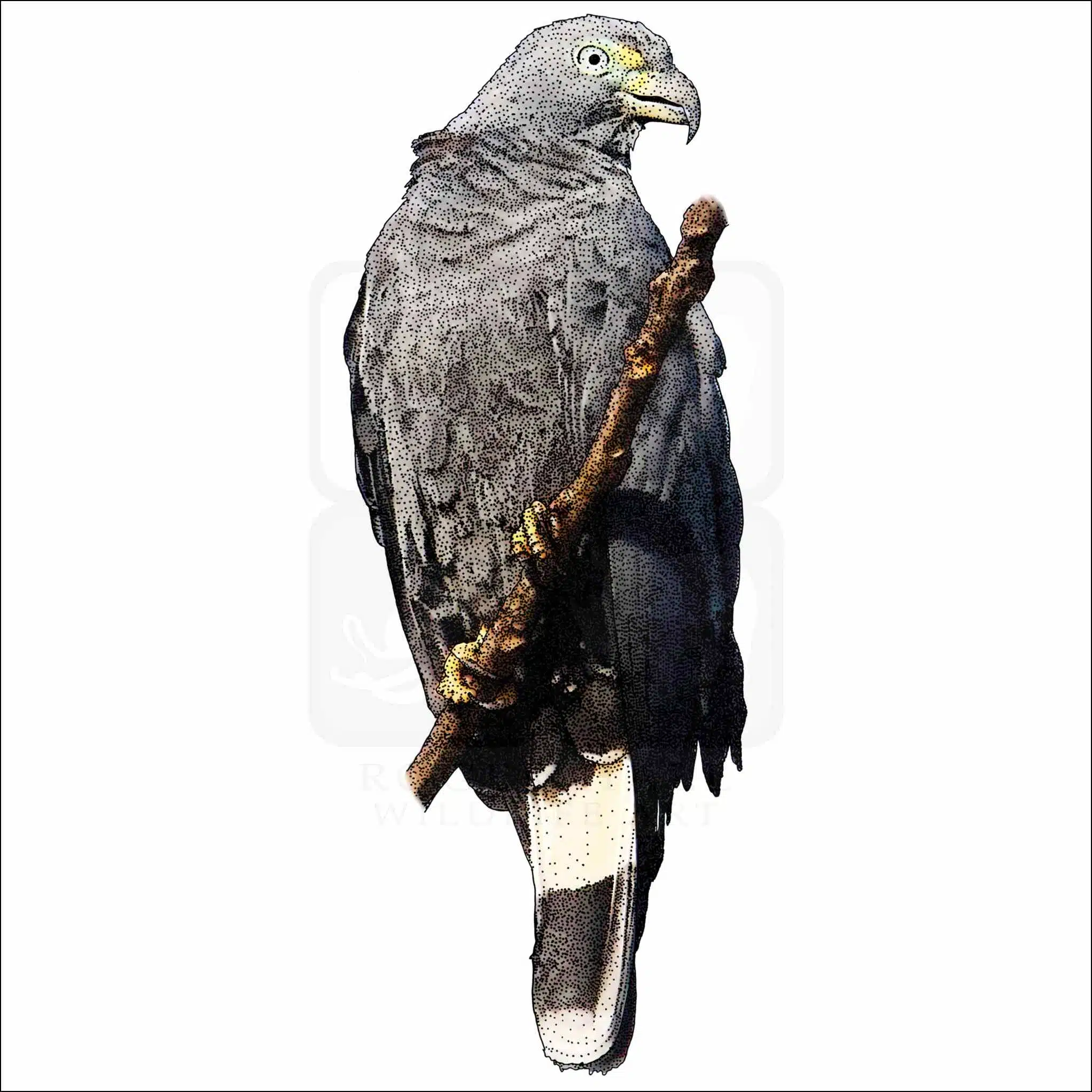 Hook-Billed Kite Hook-Billed Kite drawing