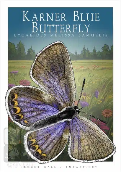 Karner Blue Butterfly - Unisex classic tee - Image 2